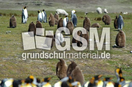 Königspinguin (51 von 84).jpg